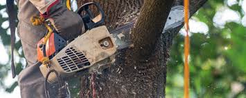 Tree and Shrub Care in Crest View Heights, NY