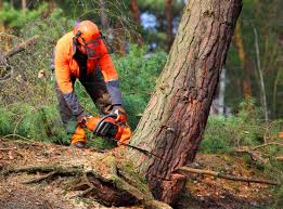 Best Lawn Watering Services  in Crest View Heights, NY